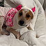 dog, pet, animal, sweater, pink, white, blanket, cozy, cute, antlers, indoors, resting, fur, canine, warm, comfortable, portrait, mammal, bed, relaxed