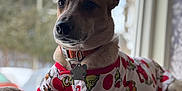 Cali is registered to the contest to win money with this photo: dog, pet, indoor, window, couch, clothing, shirt, grinch, red, white, relaxed, animal, fur, collar, tag, comfort, home, portrait, natural_light, cute
