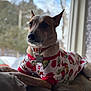 dog, pet, indoor, window, couch, clothing, shirt, grinch, red, white, relaxed, animal, fur, collar, tag, comfort, home, portrait, natural_light, cute