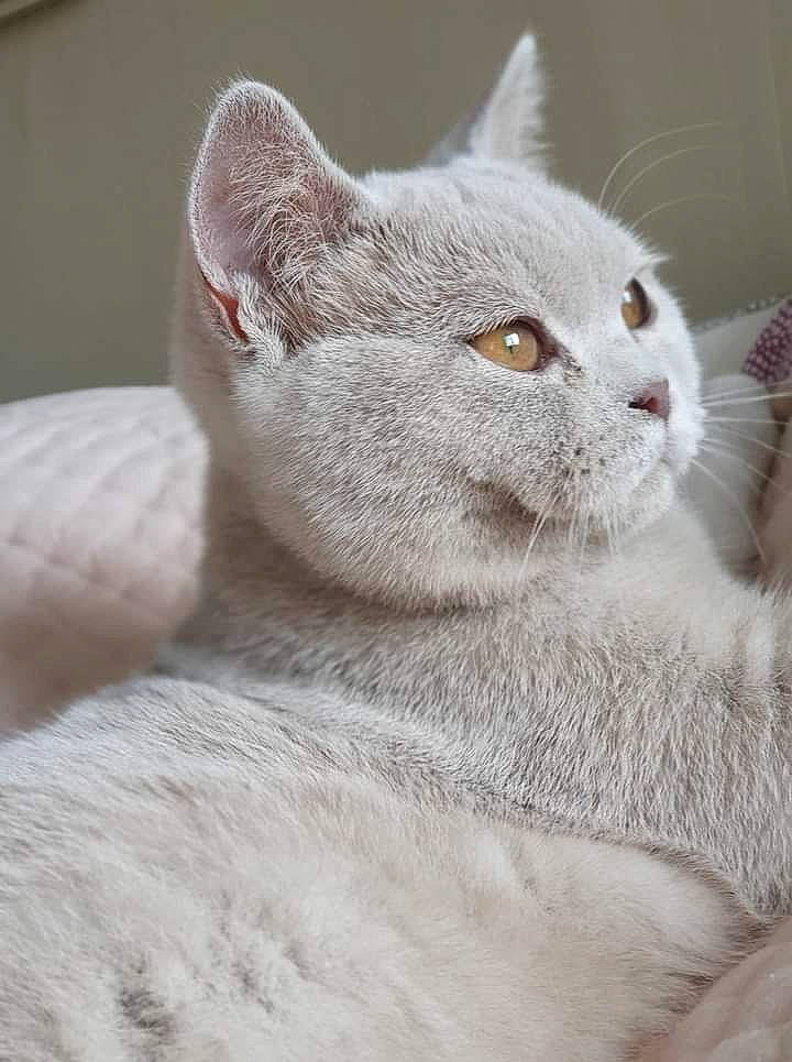 Hermione participe au concours pour gagner de l'argent avec cette photo : carnivore, cat, comfort, domestic_short_haired_cat, ear, eye, felidae, fur, grey, iris, small_to_medium_sized_cats, snout, terrestrial_animal, whiskers, window