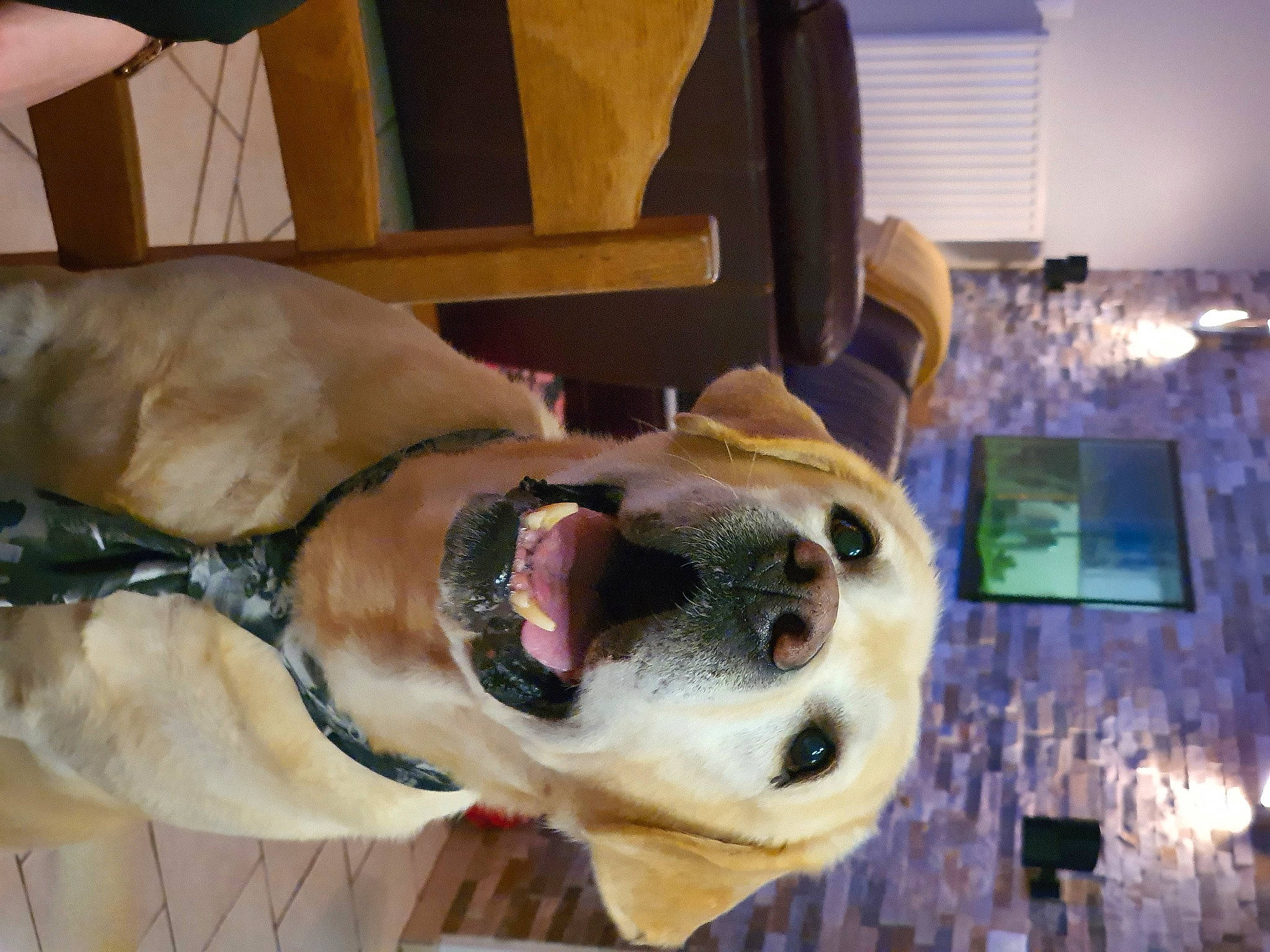 Hooper a rejoint le concours — aidez-le/la à gagner de superbes lots ! carnivore, chair, collar, companion_dog, dog, dog_breed, dog_collar, dog_supply, ear, eyewear, fawn, jaw, leash, pet_supply, picture_frame, smile, snout, sporting_group, whiskers, working_animal