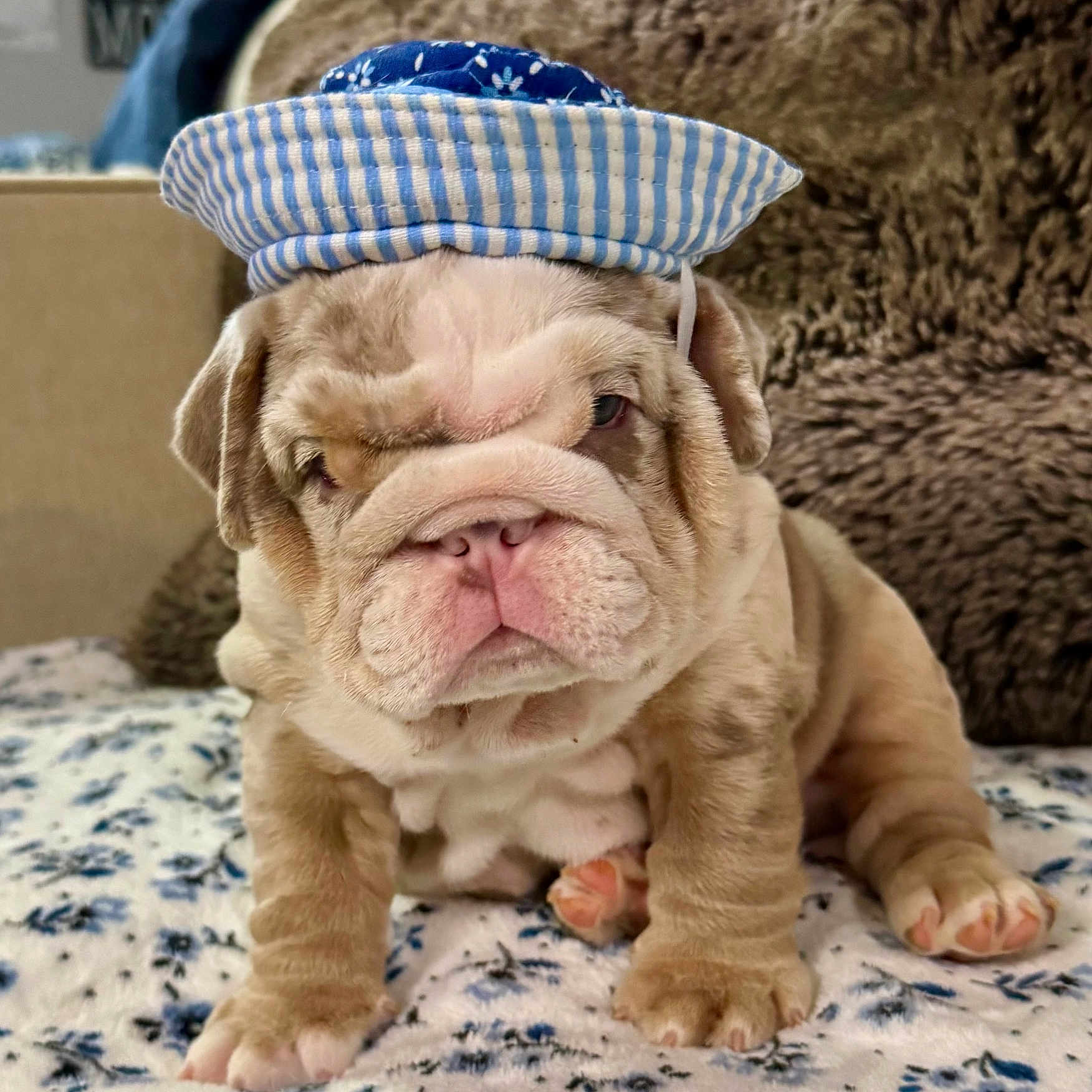 Wamp is registered to the contest to win money with this photo: adorable, animal, blanket, bulldog, closeup, cozy, cushion, cute, dog, floral_pattern, fur, hat, indoor, pet, pink_nose, portrait, puppy, sitting, striped_hat, wrinkles