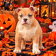 Boss a rejoint le concours — aidez-le/la à gagner de superbes lots ! animal, autumn, black, bulldog, dog, festive, ghost_decoration, halloween, indoor, jack_o_lantern, lantern, leaves, orange, patterned_blanket, paw_print, pet, portrait, pumpkin, puppy, sitting