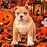 animal, autumn, black, bulldog, dog, festive, ghost_decoration, halloween, indoor, jack_o_lantern, lantern, leaves, orange, patterned_blanket, paw_print, pet, portrait, pumpkin, puppy, sitting