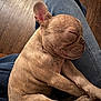 William joined the competition — help win amazing prizes! animal, brown, close_up, cozy, cute, dog, ears, fur, indoors, jeans, lap, paw, pet, puppy, relaxed, resting, sleeping, small_dog, snout, wood_floor