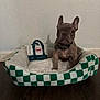 french_bulldog, puppy, dog_bed, plush_toy, indoor, wooden_floor, wall, pet, animal, cute, small_dog, brown_dog, ears_up, toy, checkered_pattern, cozy, floor, domestic_animal, sitting, curious
