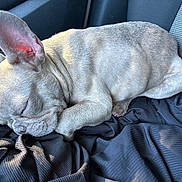 William is registered to the contest to win money with this photo: animal, car_seat, clothing, companion, cozy, cute, dog, domestic_animal, ears, french_bulldog, fur, indoors, nap, pet, puppy, relaxation, rest, sleeping, small_dog, wrinkles