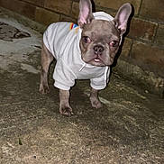 William is registered to the contest to win money with this photo: dog, puppy, hoodie, clothing, brick_wall, concrete, pet, animal, ears, outdoor, young_dog, curious, small_dog, standing, mammal, canine, fur, cute, looking_at_camera, night