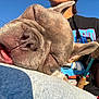 dog, close_up, sleeping, resting, face, nose, ear, person, fishing_rod, blue_sky, outdoor, daylight, jeans, casual_clothing, relaxation, pet, animal, tongue, snout, human_hand