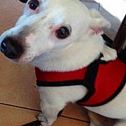 Roucky participe au concours pour gagner de l'argent avec cette photo : companion_dog, dog, dog_breed, dog_breed_group, dog_like_mammal, jack_russell_terrier, miniature_fox_terrier, russell_terrier, snout