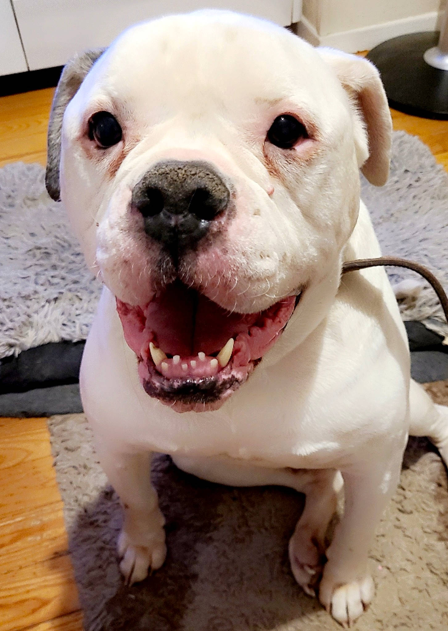 Boston participe au concours pour gagner de l'argent avec cette photo : canidae, carnivore, collar, companion_dog, dog, dog_breed, dog_collar, fawn, fur, hardwood, molosser, non_sporting_group, paw, pink, snout, sporting_group, whiskers, working_animal, working_dog