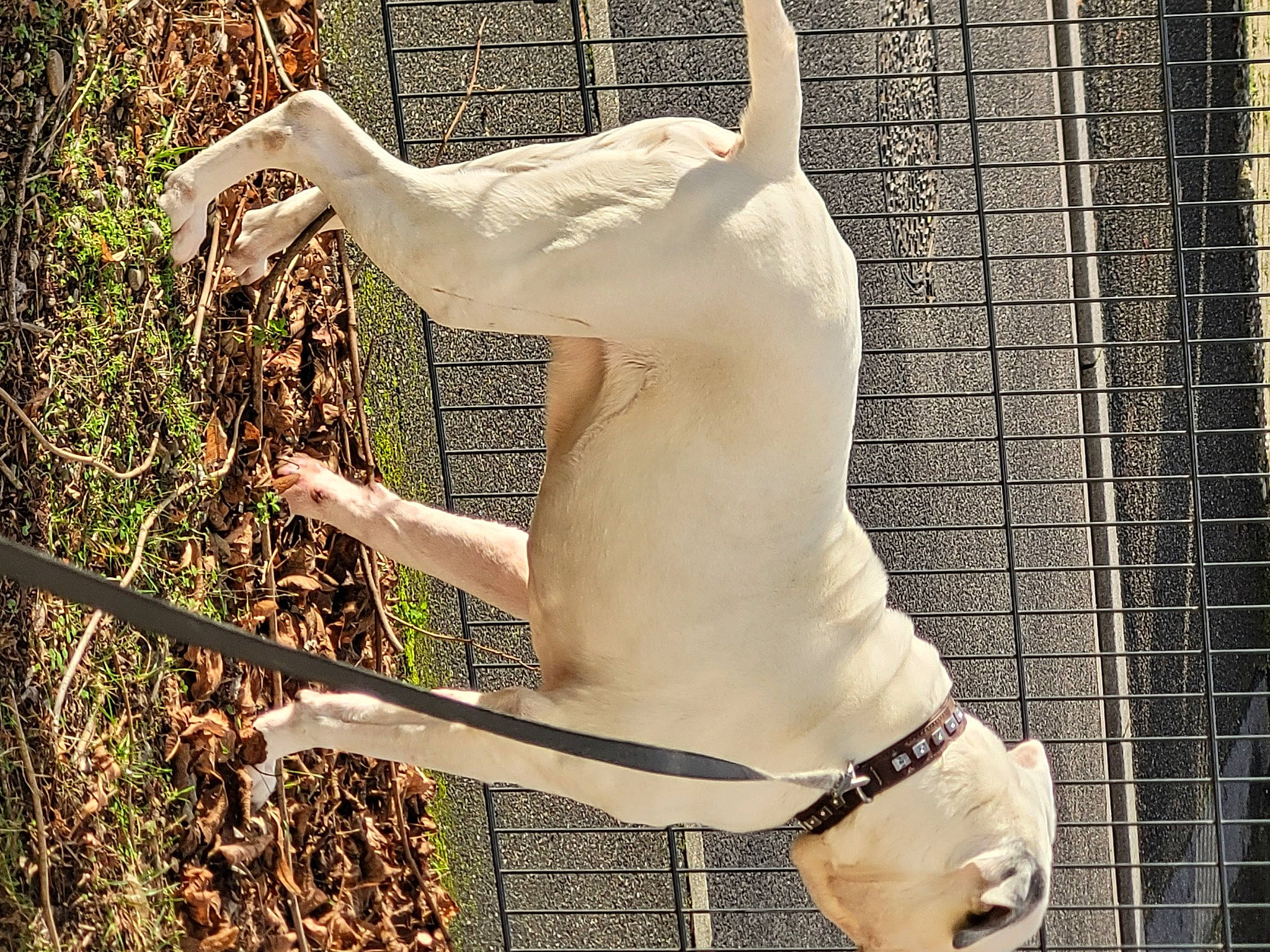 Boston a rejoint le concours — aidez-le/la à gagner de superbes lots ! ancient_dog_breeds, canidae, carnivore, collar, companion_dog, dog, dog_breed, dog_collar, dog_supply, fawn, grass, human_leg, leash, pet_supply, snout, sporting_group, tail, terrestrial_animal, wood, working_animal