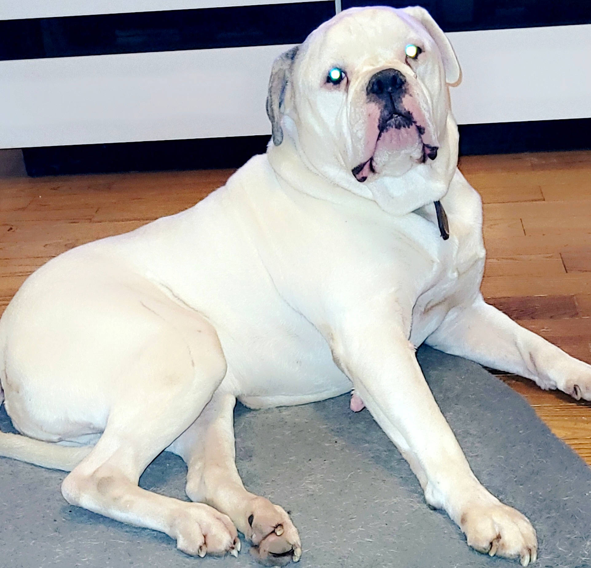 Boston participe au concours pour gagner de l'argent avec cette photo : ancient_dog_breeds, bulldog, carnivore, collar, comfort, companion_dog, dog, dog_breed, dog_collar, fawn, flooring, molosser, non_sporting_group, paw, snout, terrestrial_animal, toy_dog, white_english_bulldog, working_animal, wrinkle