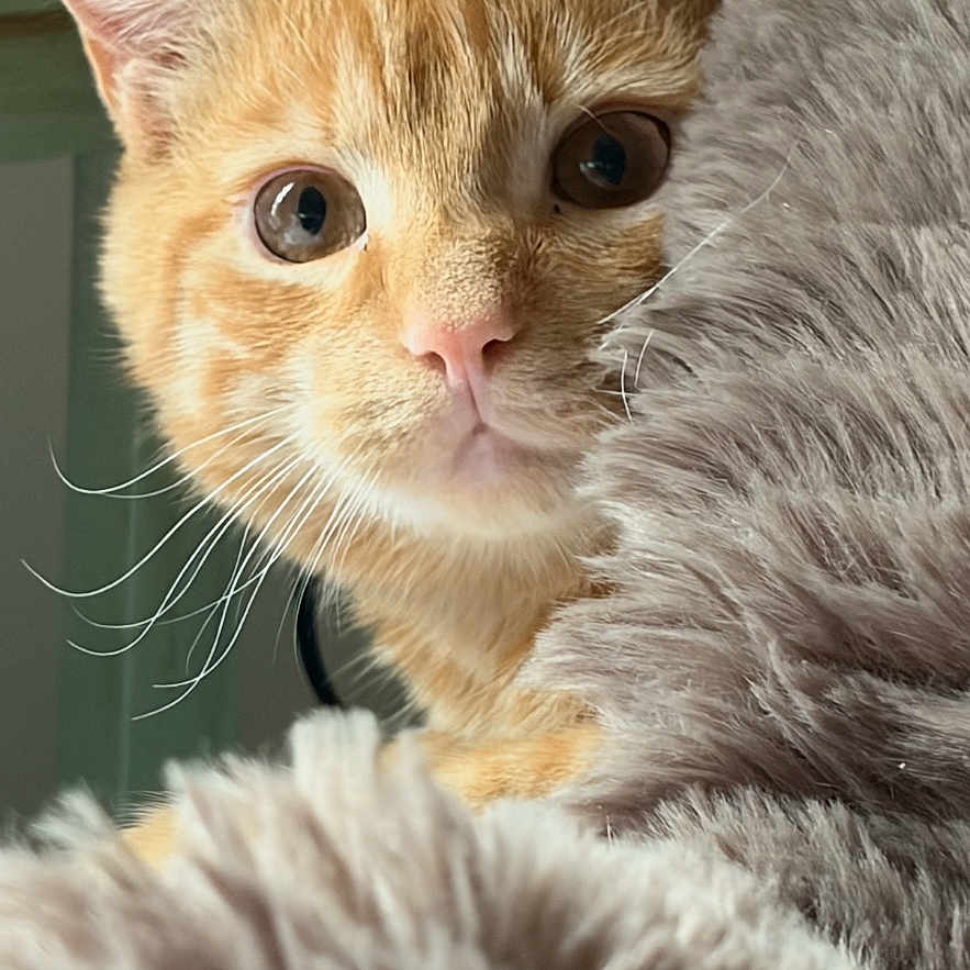 Frankie