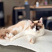 Fifty a rejoint le concours — aidez-le/la à gagner de superbes lots ! cat, feline, blue_eyes, long_fur, paw, tail, blanket, ottoman, couch, indoor, pet, whiskers, fur, lounging, relaxed, portrait, bokeh, shallow_depth_of_field, home, cozy