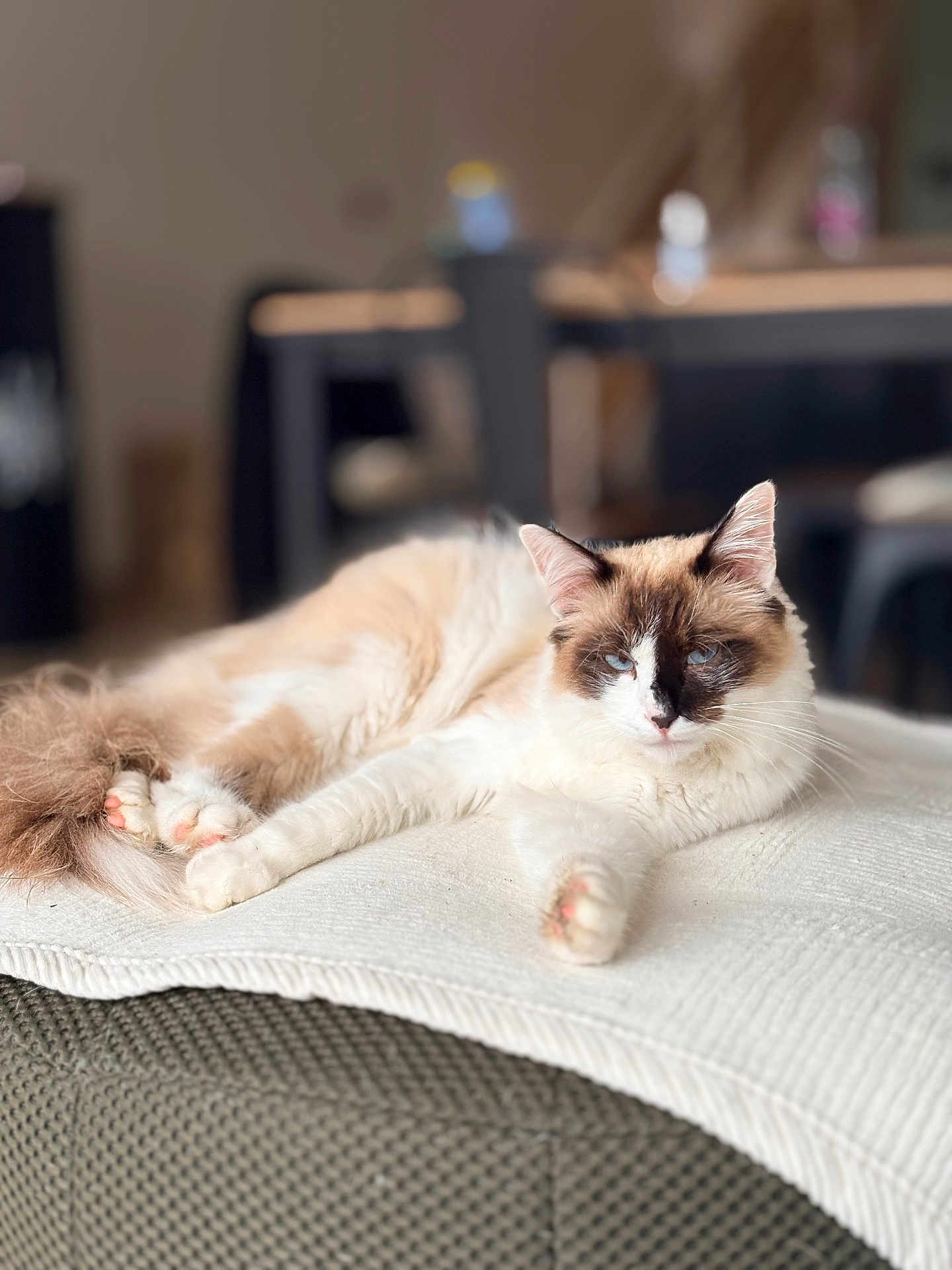 Fifty a rejoint le concours — aidez-le/la à gagner de superbes lots ! cat, feline, blue_eyes, long_fur, paw, tail, blanket, ottoman, couch, indoor, pet, whiskers, fur, lounging, relaxed, portrait, bokeh, shallow_depth_of_field, home, cozy