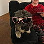 Tux Cory Spratley is registered to the contest to win money with this photo: beard, companion_dog, eyewear, facial_hair, felidae, fictional_character, fun, fur, glasses, goggles, headgear, lap, moustache, personal_protective_equipment, selfie, sitting, small_to_medium_sized_cats, sunglasses, vision_care, whiskers