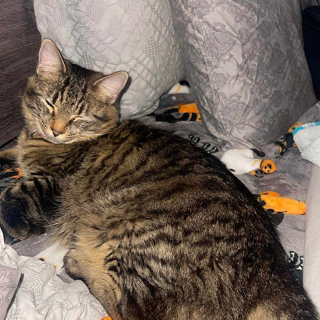 Katar is registered to the contest to win money with this photo: bed, bedroom, blanket, cat, closeup, cozy, cute, domestic_cat, fur, indoor, patterned_fabric, pet, pillow, relaxed, resting, sleeping, striped, tabby_cat, tail, whiskers