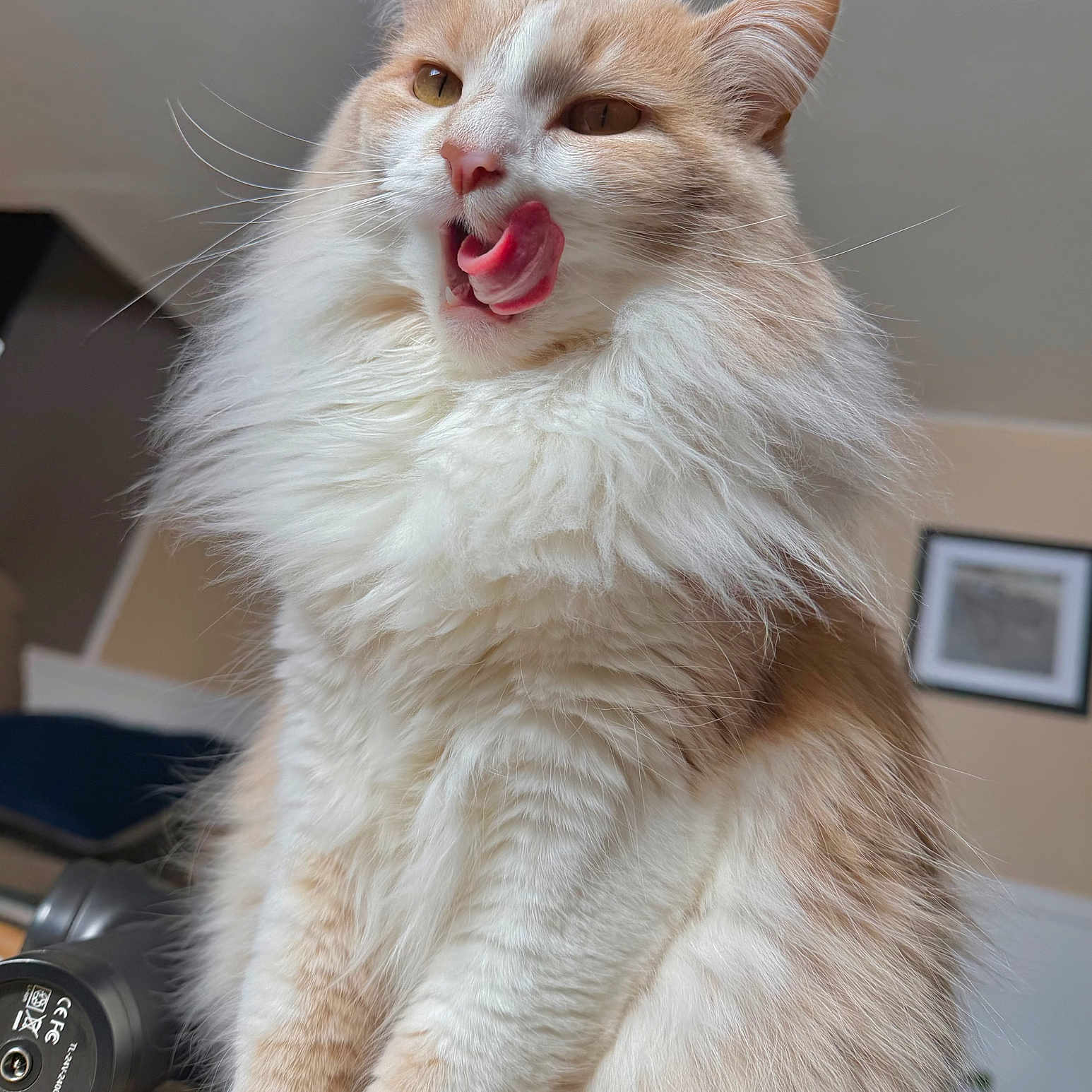 Rosie