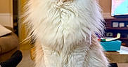 Rosie joined the competition — help win amazing prizes! animal, cat, close_up, content, couch, cozy, cute, domestic_animal, eyes_closed, feline, fluffy, furry, home, indoor, pet, portrait, relaxed, sitting, soft_fur, whiskers