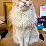 animal, cat, close_up, content, couch, cozy, cute, domestic_animal, eyes_closed, feline, fluffy, furry, home, indoor, pet, portrait, relaxed, sitting, soft_fur, whiskers