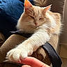 Rosie is registered to the contest to win money with this photo: armchair, cat, closeup, cozy, cream, fluffy, furniture, human_hand, indoor, interaction, orange, paw, pet, relaxed, soft, stretching, sunlight, tail, whiskers, winking