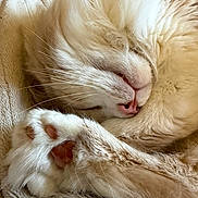 Rosie joined the competition — help win amazing prizes! animal, blanket, cat, close_up, cozy, cute, domestic, fluffy, fur, indoors, mammal, nose, paw, pet, relaxation, resting, sleeping, soft, warm, whiskers