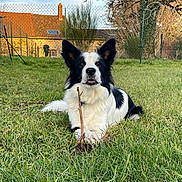 Loki a rejoint le concours — aidez-le/la à gagner de superbes lots ! dog, border_collie, grass, stick, outdoor, pet, animal, canine, fence, house, tree, sky, daylight, nature, resting, lying_down, black_and_white, ears_up, tongue_out, happy