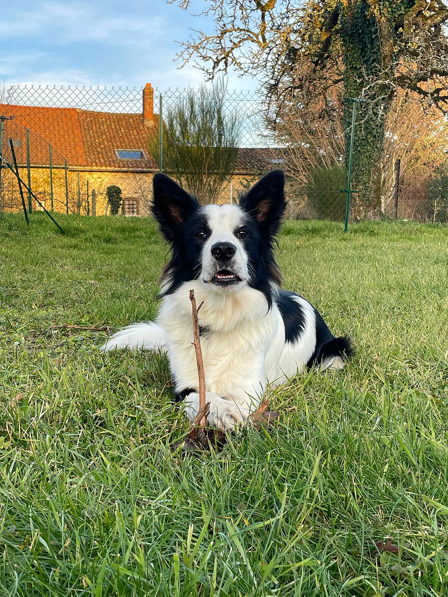 Loki a rejoint le concours — aidez-le/la à gagner de superbes lots ! dog, border_collie, grass, stick, outdoor, pet, animal, canine, fence, house, tree, sky, daylight, nature, resting, lying_down, black_and_white, ears_up, tongue_out, happy