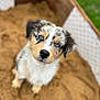 Azur a rejoint le concours — aidez-le/la à gagner de superbes lots ! puppy, dog, blue_eyes, sandbox, sand, fur, outdoor, wooden_box, curious, pet, animal, young_dog, close_up, cute, looking_up, soft_focus, nature, grass, playful, adorable