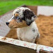 Azur a rejoint le concours — aidez-le/la à gagner de superbes lots ! puppy, dog, blue_eyes, sandbox, wood, floral_tape, dirt, fur, outdoor, grass, curious, close_up, animal, pet, young, side_view, nature, playful, cute, focus