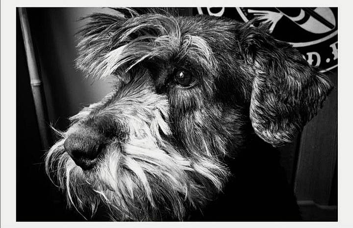 Marley participe au concours pour gagner de l'argent avec cette photo : black_and_white, canidae, carnivore, companion_dog, dog, dog_breed, fur, liver, maltepoo, monochrome, monochrome_photography, non_sporting_group, schnauzer, small_terrier, snout, sporting_group, terrier, toy_dog, water_dog
