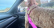 Dixie is registered to the contest to win money with this photo: dog, car_interior, leash, harness, window, trees, building, sky, passenger_seat, dashboard, side_mirror, curly_fur, pet, daytime, outdoor_view, vehicle, road_trip, animal, travel, leisure