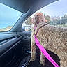 dog, car_interior, leash, harness, window, trees, building, sky, passenger_seat, dashboard, side_mirror, curly_fur, pet, daytime, outdoor_view, vehicle, road_trip, animal, travel, leisure