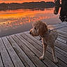 Dixie joined the competition — help win amazing prizes! dog, dock, lake, sunset, water, reflection, sky, clouds, trees, outdoor, leash, wood, calm, nature, animal, pets, scenic, evening, peaceful, landscape