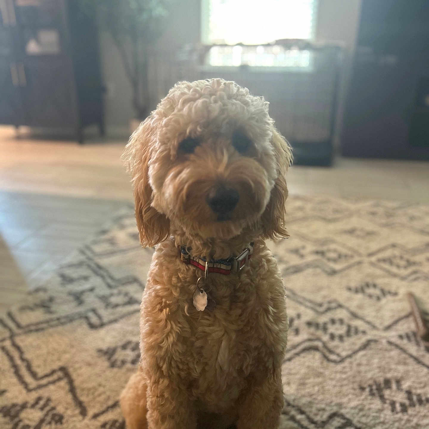 Dixie