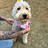 dog, birthday_hat, bandana, tattoo, arm, grass, outdoor, pet, cute, fluffy, celebration, animal, portrait, canine, friendly, brown, white, closeup, happy, party