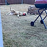 Dixie is registered to the contest to win money with this photo: dog, ball, grass, backyard, fence, barbecue, grill, bricks, pet, playful, smoke, relaxed, outdoor, summer, canine, fun, toy, yard, animal, leisure