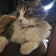 Mau Mau joined the competition — help win amazing prizes! bell, cat, chair, close_up, collar, feline, fluffy, fur, furniture, green_eyes, indoor, long_hair, muzzle, nose, paw, pet, portrait, relaxed, tabby, whiskers