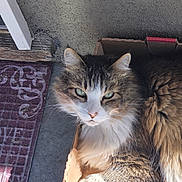 Mau Mau is registered to the contest to win money with this photo: cat, feline, longhair, cardboard_box, box, doormat, porch, concrete, fur, green_eyes, whiskers, ears, pet, close_up, portrait, sunlight, relaxed, home, texture, outdoor