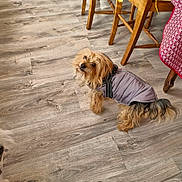 Little a rejoint le concours — aidez-le/la à gagner de superbes lots ! dog, small_dog, pet, indoor, wooden_floor, jacket, curious, brown_dog, long_hair, furniture, chair, tablecloth, cozy, looking_up, flooring, domestic, animal, canine, home, cute