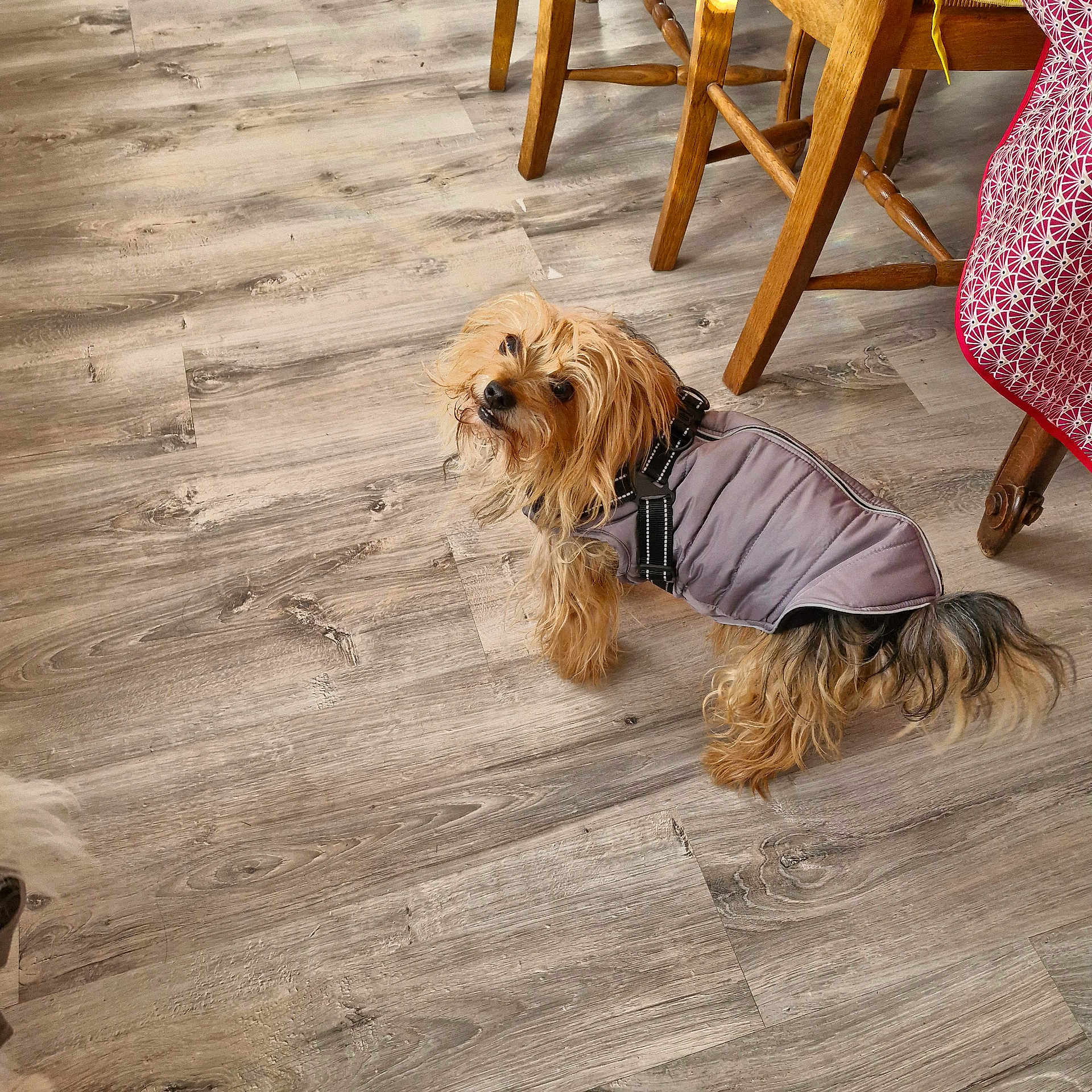 Little a rejoint le concours — aidez-le/la à gagner de superbes lots ! dog, small_dog, pet, indoor, wooden_floor, jacket, curious, brown_dog, long_hair, furniture, chair, tablecloth, cozy, looking_up, flooring, domestic, animal, canine, home, cute