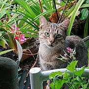 Fripouille Minouille a rejoint le concours — aidez-le/la à gagner de superbes lots ! cat, tabby_cat, green_eyes, plants, flowers, garden, foliage, greenery, white_chair, outdoor, nature, curious, pet, animal, leaf, stem, flower_bud, potted_plant, close_up, portrait