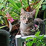 cat, tabby_cat, green_eyes, plants, flowers, garden, foliage, greenery, white_chair, outdoor, nature, curious, pet, animal, leaf, stem, flower_bud, potted_plant, close_up, portrait
