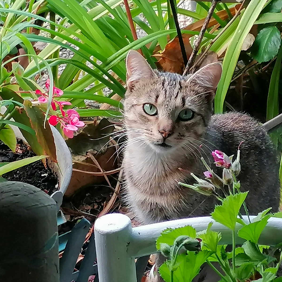 Fripouille Minouille a rejoint le concours — aidez-le/la à gagner de superbes lots ! animal, cat, close_up, curious, flower_bud, flowers, foliage, garden, green_eyes, greenery, leaf, nature, outdoor, pet, plants, portrait, potted_plant, stem, tabby_cat, white_chair