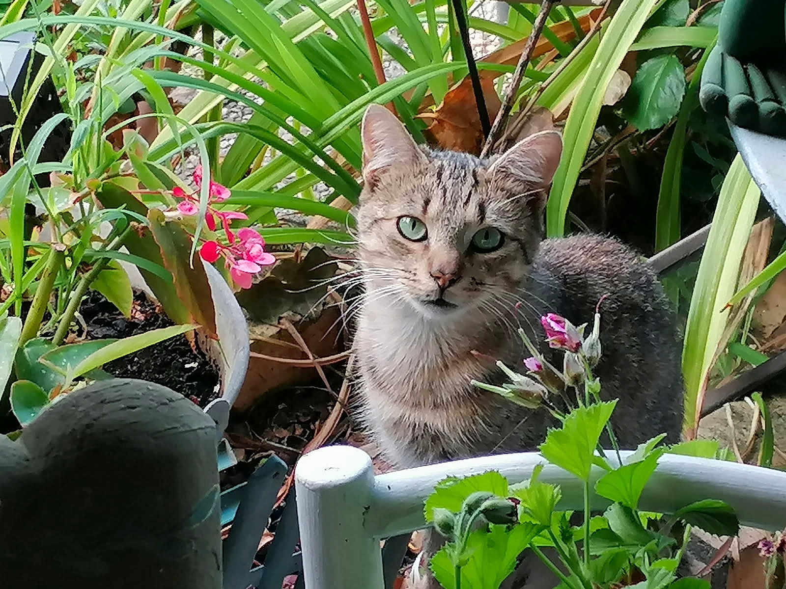 Fripouille Minouille a rejoint le concours — aidez-le/la à gagner de superbes lots ! cat, tabby_cat, green_eyes, plants, flowers, garden, foliage, greenery, white_chair, outdoor, nature, curious, pet, animal, leaf, stem, flower_bud, potted_plant, close_up, portrait