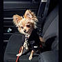 dog, chihuahua, small_dog, pet, car_interior, seat, hoodie, black_clothing, leash, ears, fur, animal, indoor, cute, portrait, sitting, looking, night, vehicle, companion