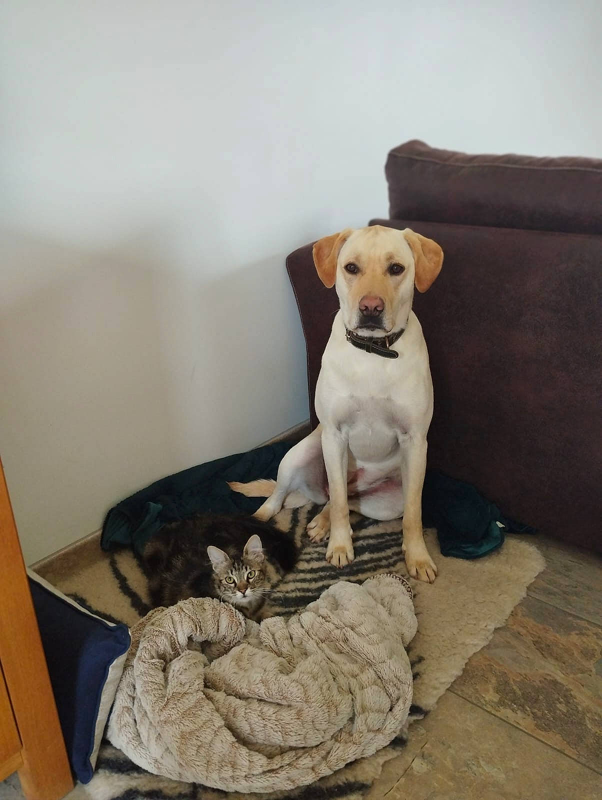 Laska participe au concours pour gagner de l'argent avec cette photo : art, canidae, carnivore, chair, collar, comfort, companion_dog, dog, dog_breed, dog_supply, fawn, linens, pet_supply, snout, sporting_group, stuffed_toy, tail, toy, wood, working_animal