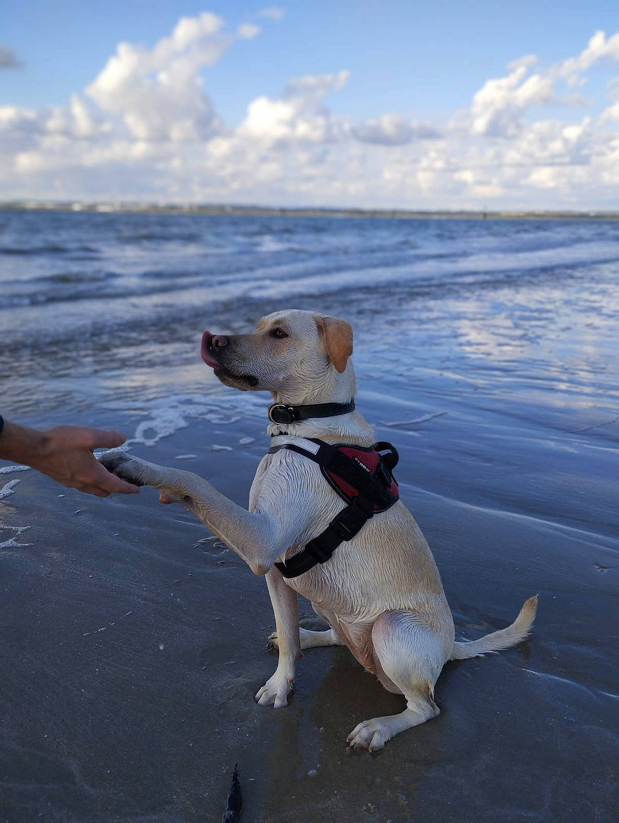 Laska participe au concours pour gagner de l'argent avec cette photo : beach, carnivore, cloud, coastal_and_oceanic_landforms, collar, companion_dog, dog, dog_breed, fawn, horizon, landscape, liquid, sand, shore, sky, sporting_group, tail, vertebrate, water, wind_wave