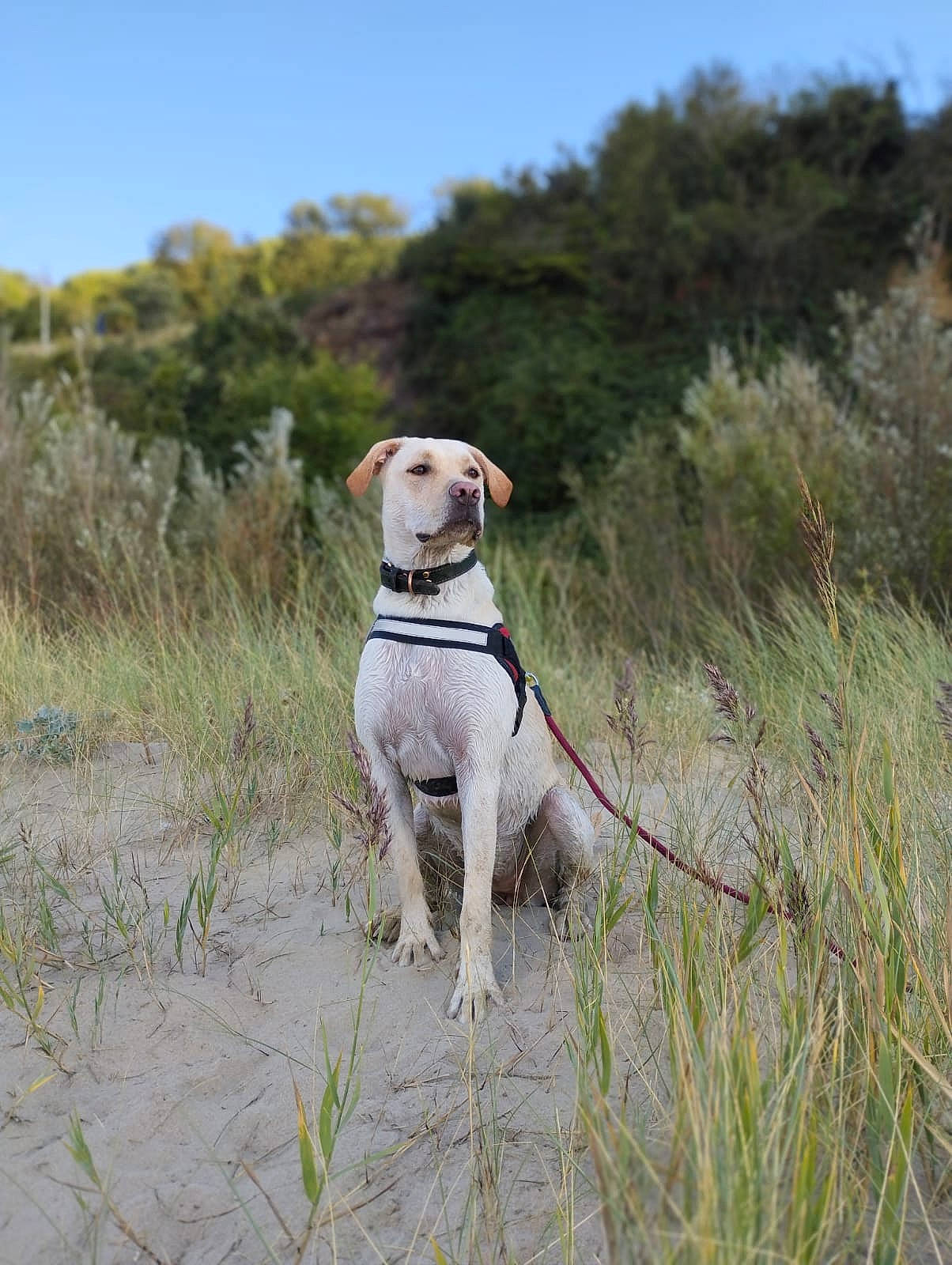 Laska participe au concours pour gagner de l'argent avec cette photo : carnivore, collar, companion_dog, dog, dog_breed, dog_collar, dog_supply, fawn, grass, grassland, gun_dog, leash, pet_supply, plant, prairie, sky, sporting_group, tail, tree, working_animal